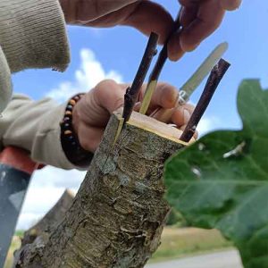 Arbres fruitiers greffés